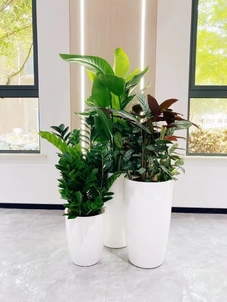 鄞州绿植租摆需求量常见问题及解决方法汇总